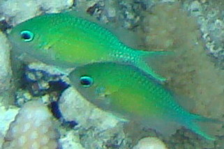 Chromis viridis - Blaugrünes Schwalbenschwänzchen (Grünes Schwalbenschwänzchen, Grüner Riffbarsch)